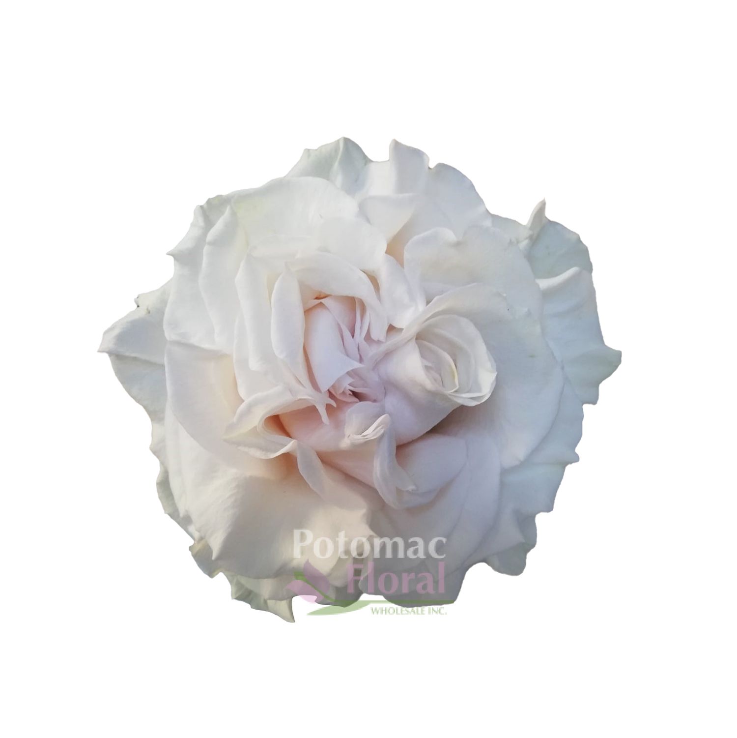 Garden Rose, Cotton x Pression Cream heart shape heads Potomac